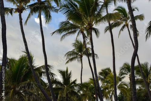 Wallpaper Mural Hawaii Beaches with Palm Trees  Torontodigital.ca