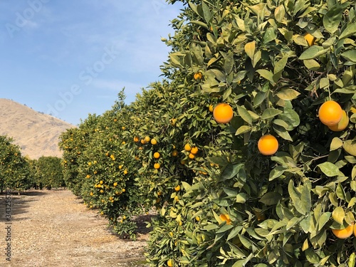 Orange trees in California