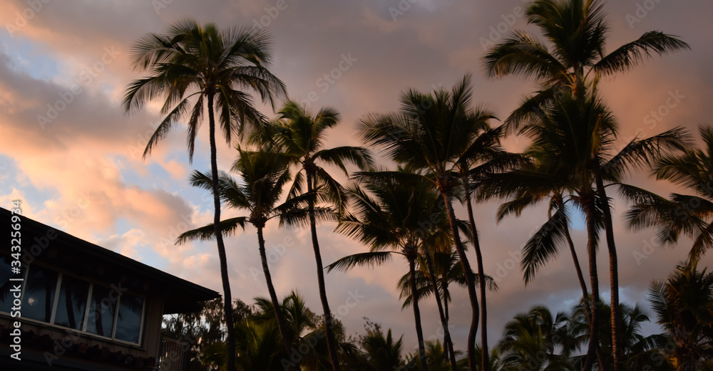Hawaii Beach Sunset with Palm Trees 