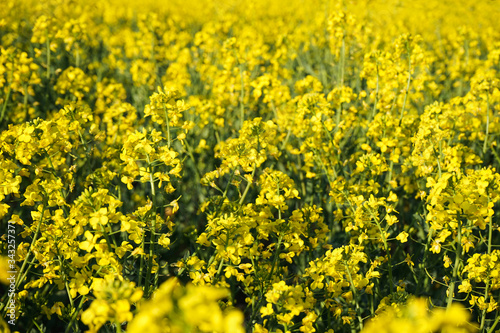 Rapeseed field, Blooming canola flowers close-up. Bright yellow rapeseed oil. Flowering rapeseed.