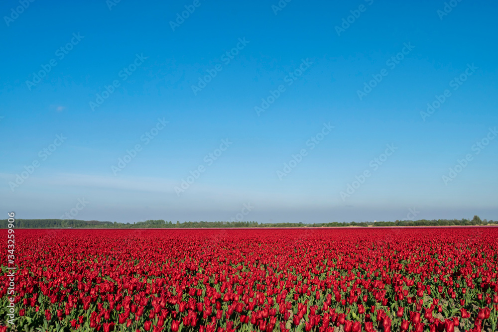 Spring summer panoramic landscape with bright blue sky and red flowers in a meadow with an open horizon line.