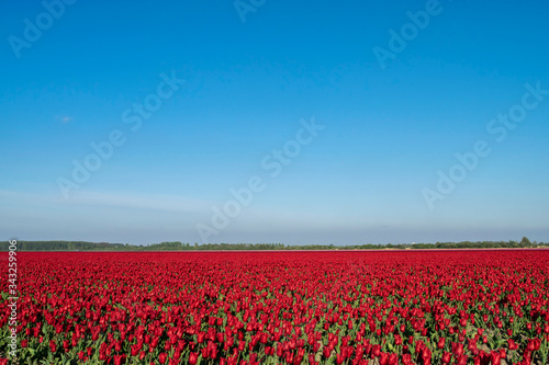 Spring summer panoramic landscape with bright blue sky and red flowers in a meadow with an open horizon line.