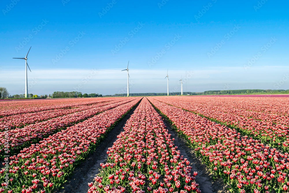 Spring landscape with bright blue sky and flower fields in Holland. Rows of tulips on a flower plantation. Windmills on flowering fields, panoramic landscape.