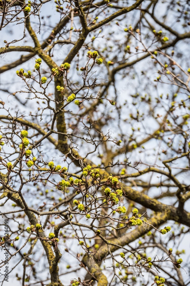 Fresh maple buds on branches against a light sky Fresh maple buds on branches against a light sky