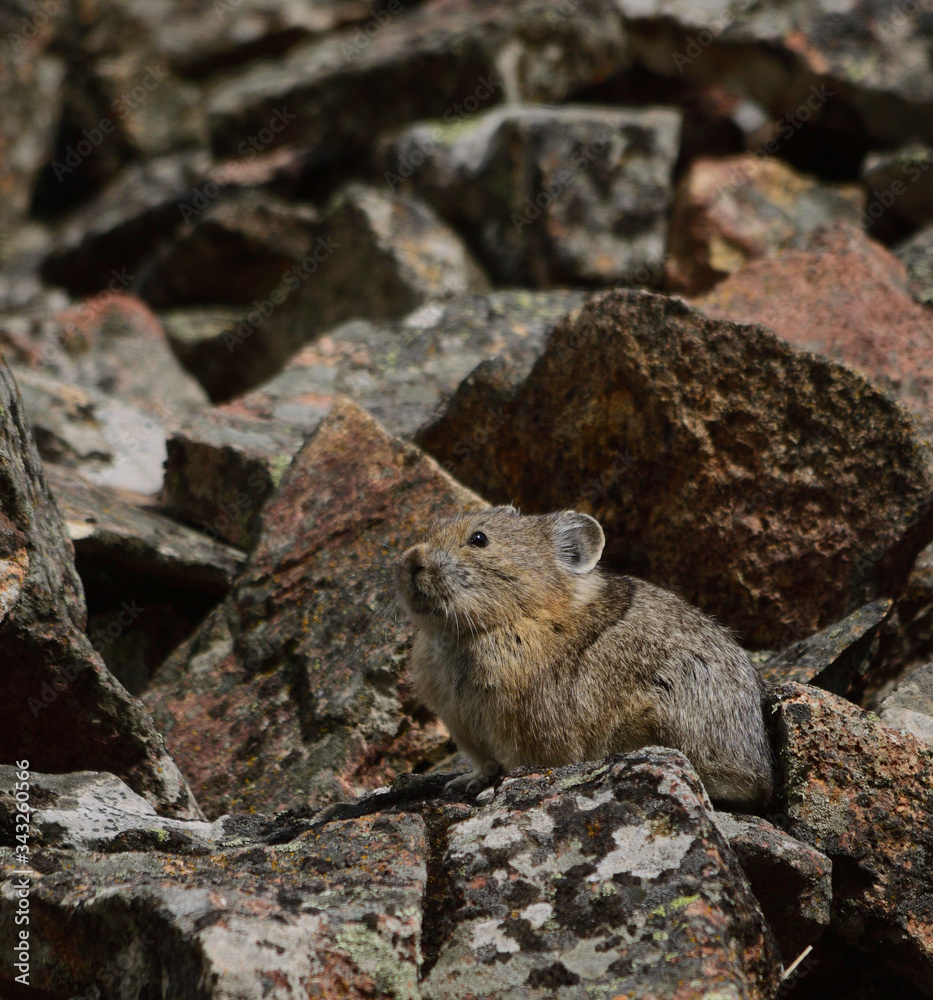 pike among the rocks pike among the rocks