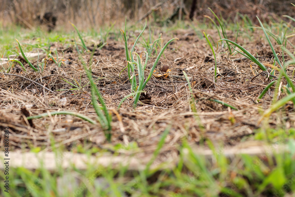 Green onions growing on a bed covered with pine needles Green onions growing on a bed covered with pine needles