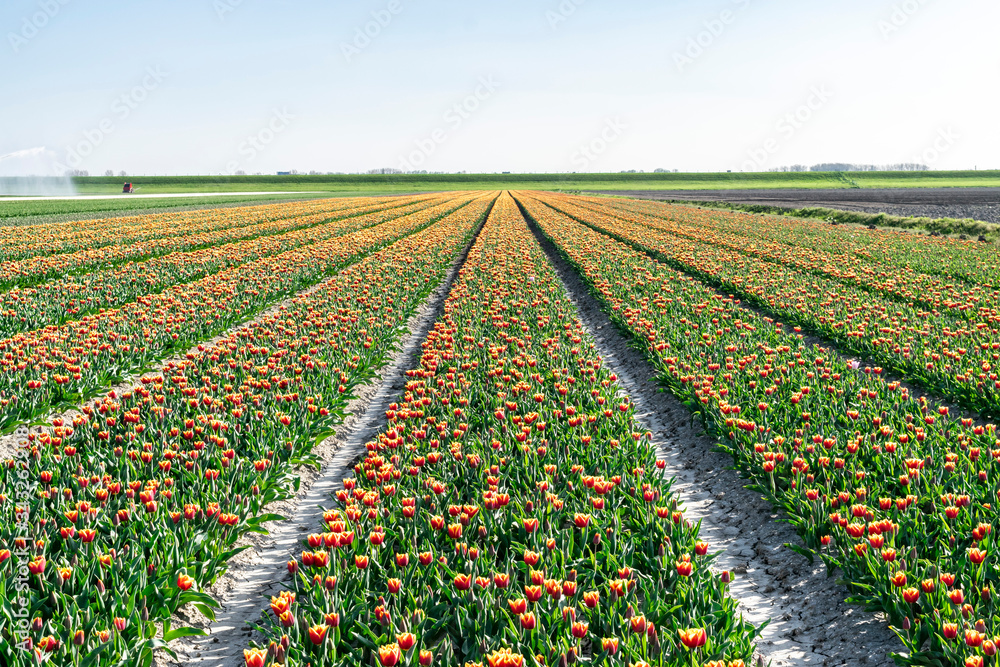 Rows of red-yellow tulips on flower fields in the Netherlands. Spring landscape with tulip fields.