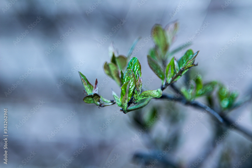 kidneys, screen, branch, april, spring kidneys, screen, branch, april, spring