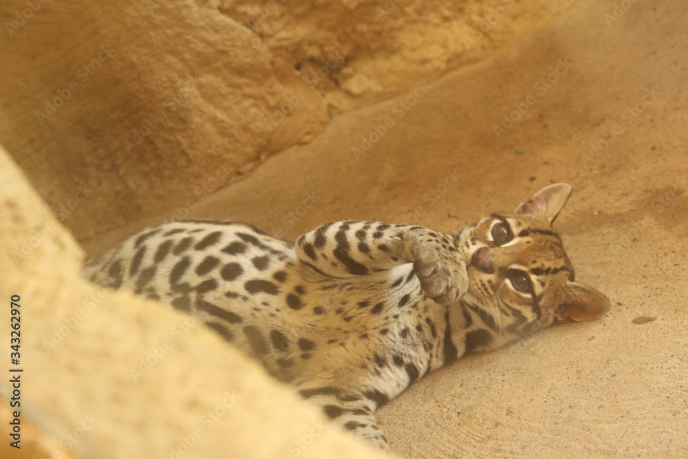 Obraz premium Ocelote 