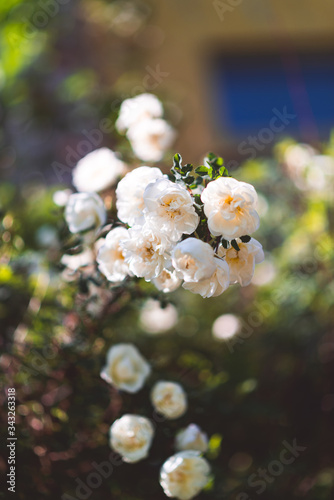 Blooming white dog rose among greenery closeup background