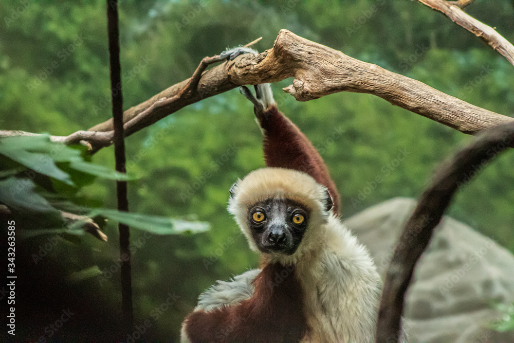 Obraz premium Hanging Lemur