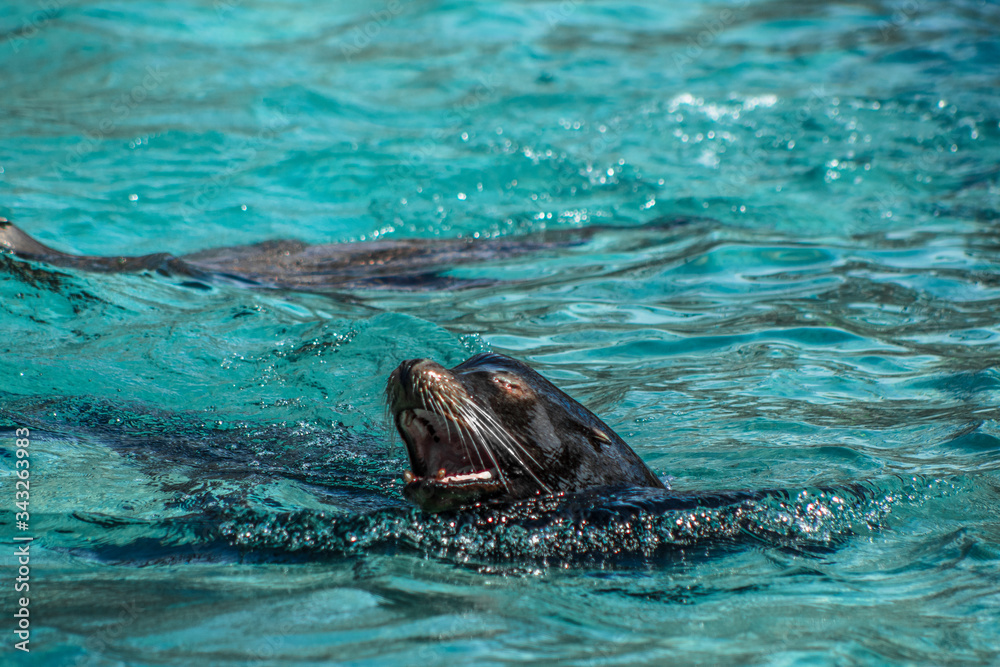 Fototapeta premium Wailing Sea Lion