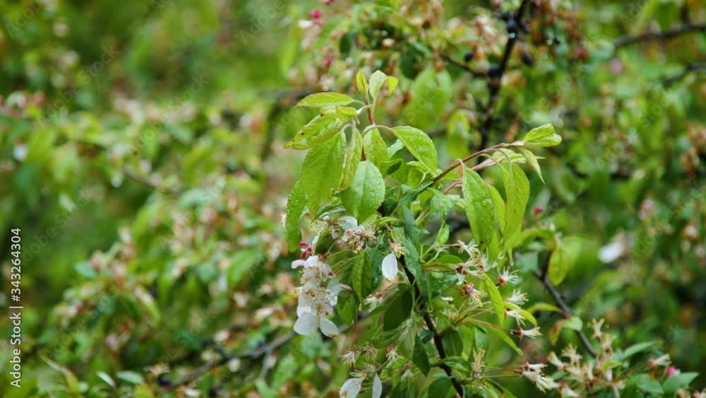 green tree leaves blowing in rain and wind green tree leaves blowing in rain and wind