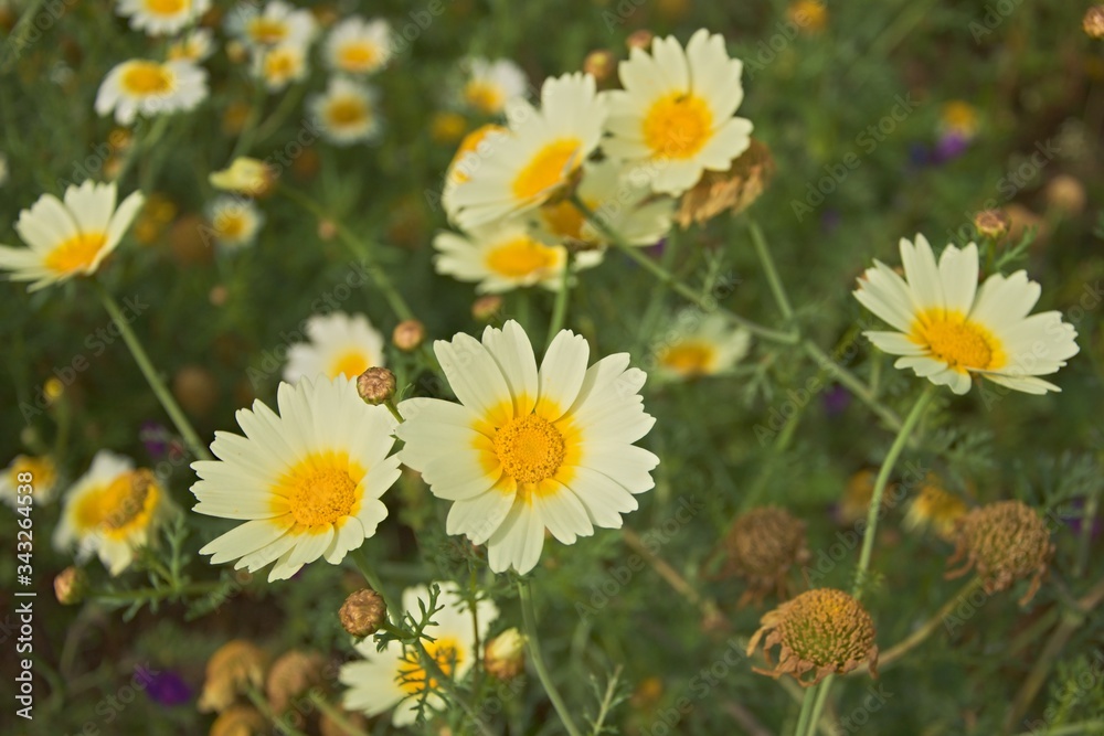 field of daisies