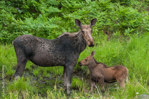 Cow Moose and calf in swamp Algonquin Park Ontario Canada