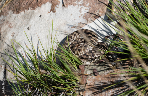 Western Hognose Snake (Heterodon nasicus) Coiled Up in a Defensive Posture in Rocky Terrain in Eastern Colorado photo