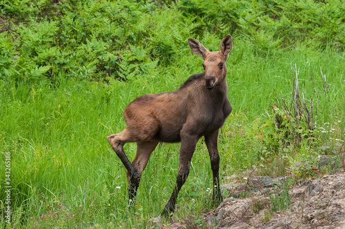 Moose calf in marsh Algonquin Park Ontario Canada © Terry