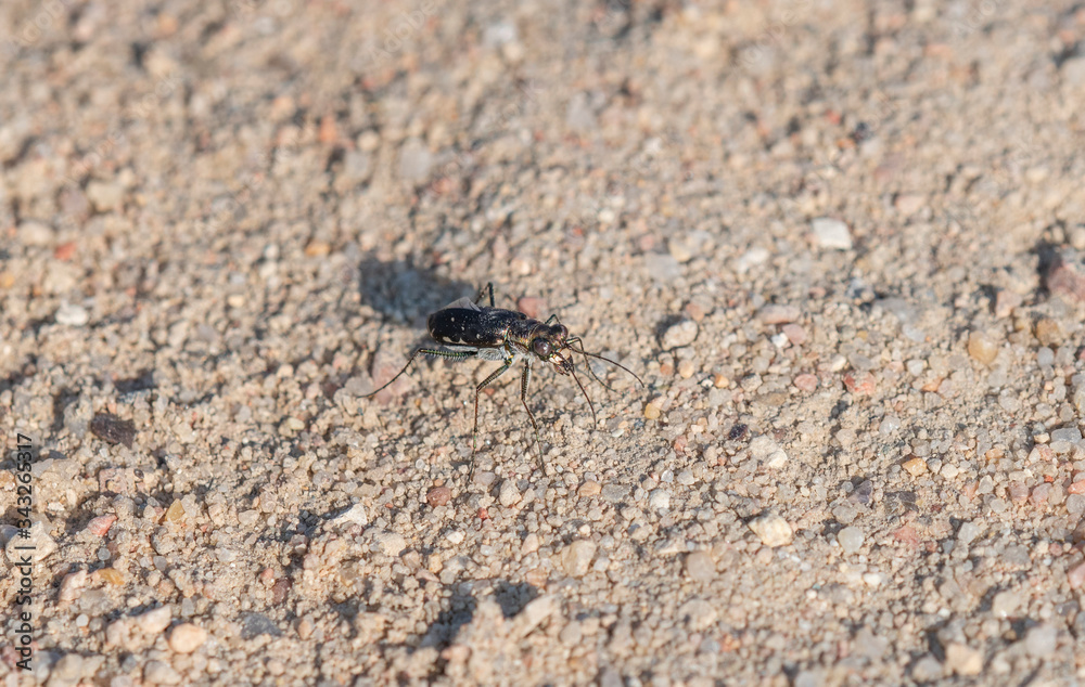 Punctured Tiger Beetle (Cicindela punctulata) Perched on a Gravel Rocky Road in Eastern Colorado Punctured Tiger Beetle (Cicindela punctulata) Perched on a Gravel Rocky Road in Eastern Colorado