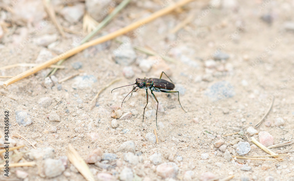 Punctured Tiger Beetle (Cicindela punctulata) Perched on a Gravel Rocky Road in Eastern Colorado