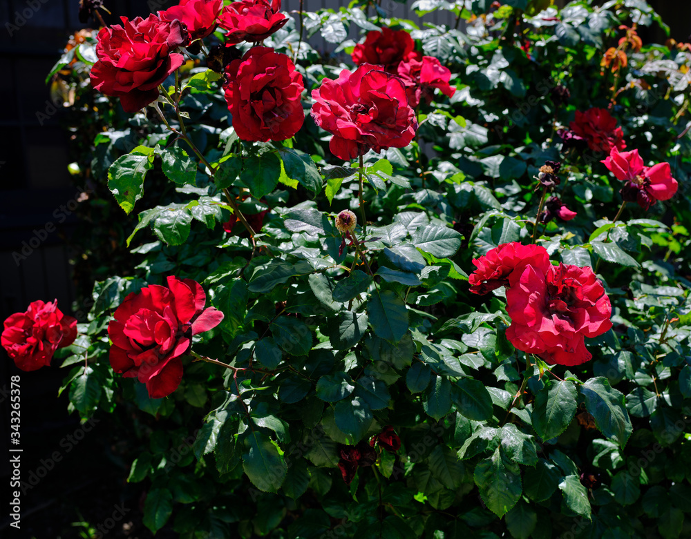 Red roses on dark green bush in sunlight