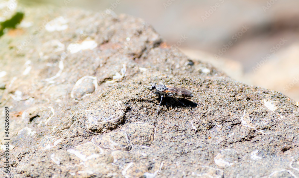 A Three-banded Robber Fly (Stichopogon trifasciatus) Perched on Rocks Waiting for Prey to Hunt in Southern Colorado