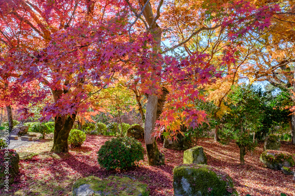 Autumn Leaves in a Mountain in Kyoto, Japan Autumn Leaves in a Mountain in Kyoto, Japan
