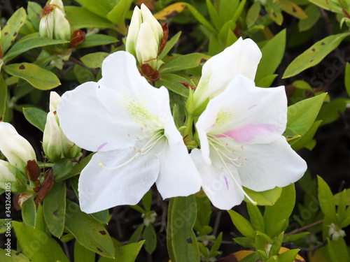 Tokyo,Japan-April 27, 2020: Pink Chimera White Azalea or Rhododendron flower in spring
