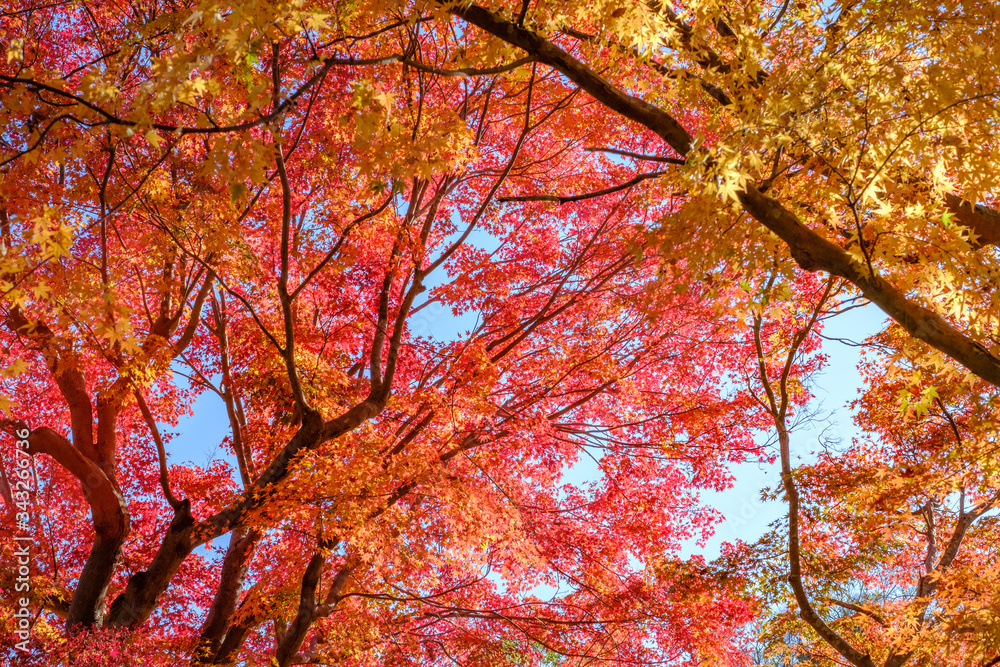 Autumn Leaves in a Mountain in Kyoto, Japan Autumn Leaves in a Mountain in Kyoto, Japan