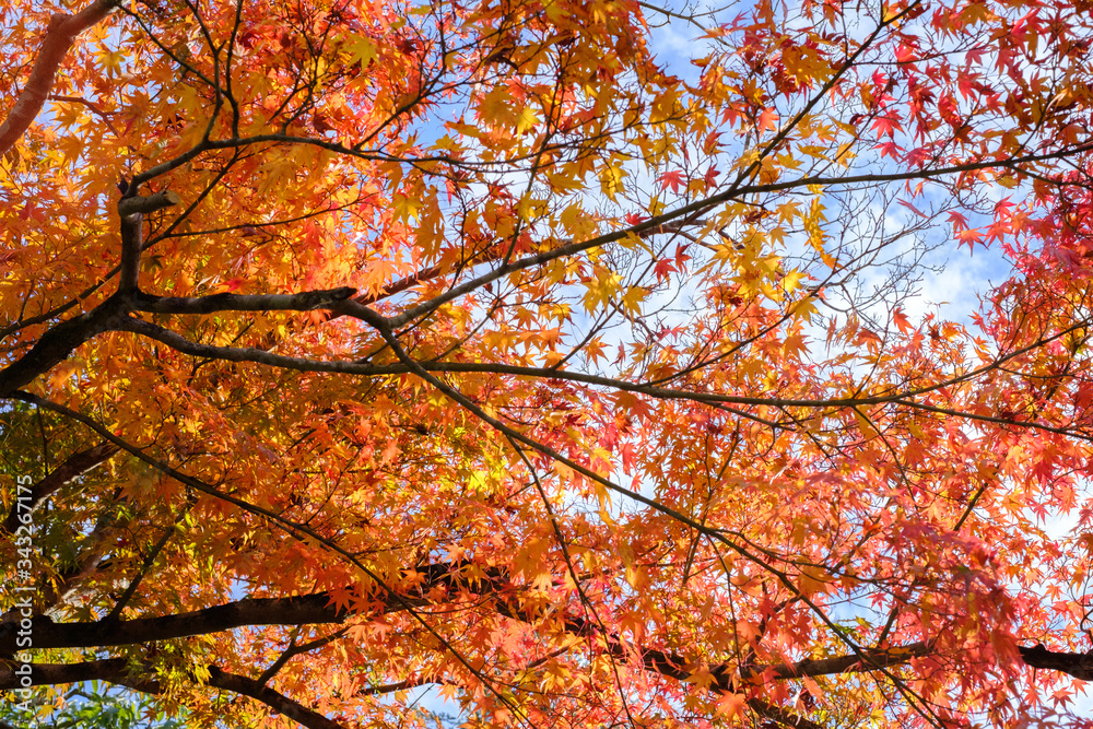 Autumn Leaves in a Mountain in Kyoto, Japan Autumn Leaves in a Mountain in Kyoto, Japan