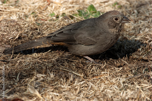 Canyon towhee feeding on the ground;  Big Bend Nat Park;  TX photo