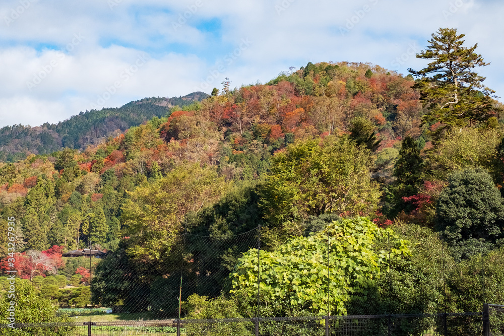 Naklejka premium Autumn Leaves in a Mountain in Kyoto, Japan
