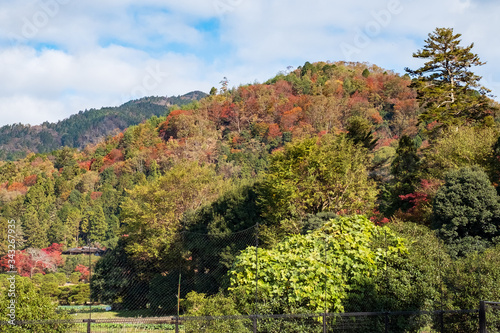 Autumn Leaves in a Mountain in Kyoto, Japan © Ukey