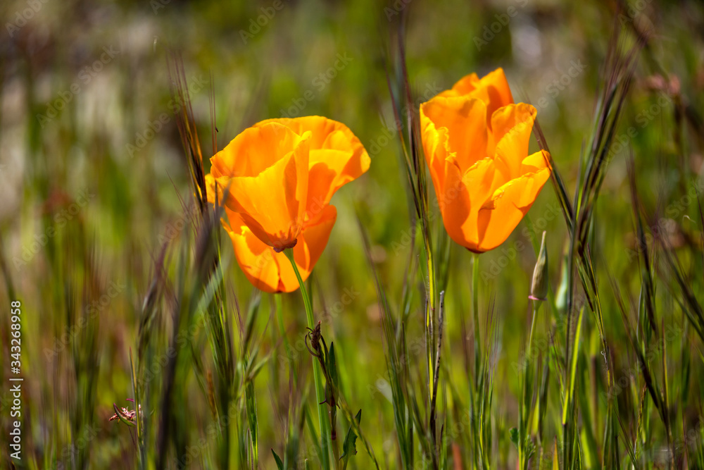 Fototapeta premium Golden Poppies surrounded by green grass #5