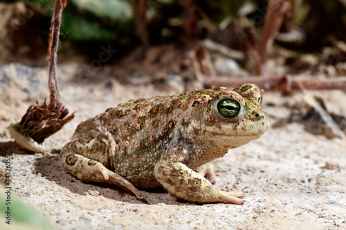  Natterjack toad / Kreuzkröte (Epidalea calamita, Bufo calamita) photo