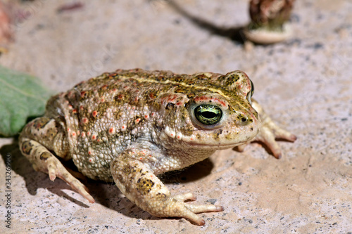 Natterjack toad / Kreuzkröte (Epidalea calamita, Bufo calamita) photo