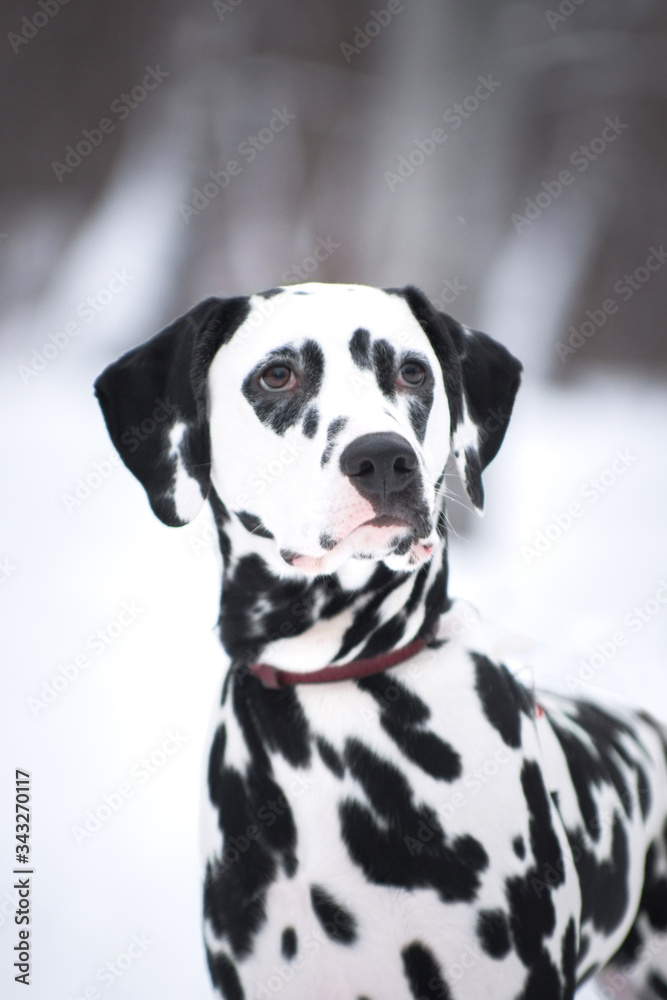 Dalmatian dog portrait in winter outdoors Dalmatian dog portrait in winter outdoors