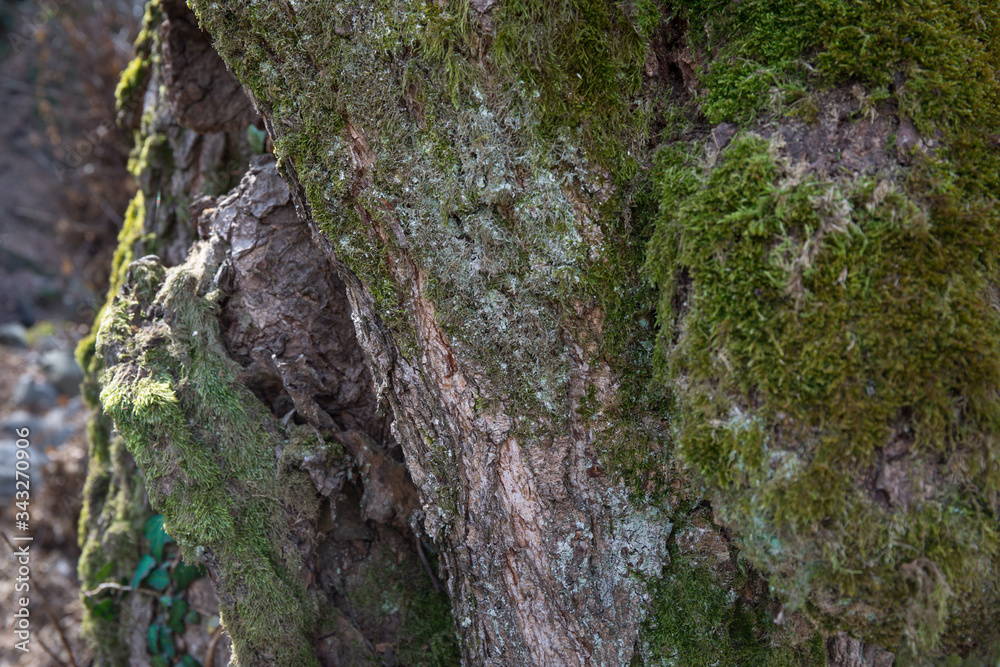 tree with moss on roots in a green forest or moss on tree trunk. Tree bark with green moss. Azerbaijan nature. tree with moss on roots in a green forest or moss on tree trunk. Tree bark with green moss. Azerbaijan nature.