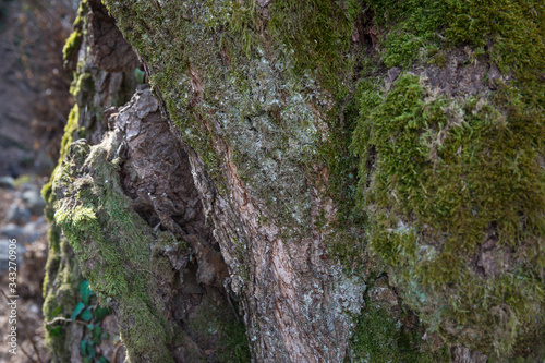 tree with moss on roots in a green forest or moss on tree trunk. Tree bark with green moss. Azerbaijan nature.