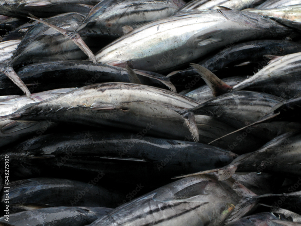 Obraz premium fish, food, fresh, seafood, fishing, market, sea, raw, salmon, animal, mackerel, catch, ice, healthy, sardine, freshness, silver, tuna, fishes, ocean, isolated, white, nutrition, fin, nature