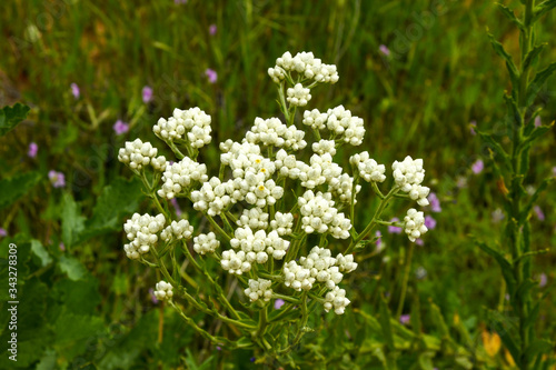 California Rabbit Tobacco