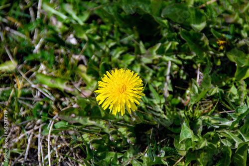  Beautiful yellow dandelion on green grass background