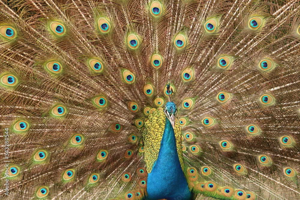 Obraz premium Pavo real 