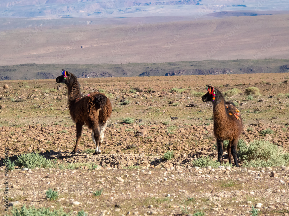 Fototapeta premium Wild animals in the surroundings of San Pedro de Atacama