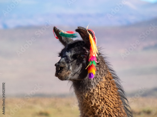 Wild animals in the surroundings of San Pedro de Atacama