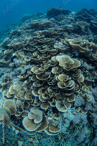 Healthy yet fragile coral reefs abound throughout the incredible islands of Raja Ampat  Indonesia. This remote  tropical region may contain the greatest marine biodiversity on Earth.