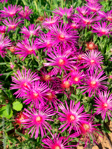 Beautiful set of purple flowers surrounded by peculiar green petals in a garden