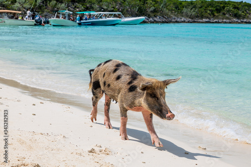 The famous swimming feral pigs of Bahamas living in 