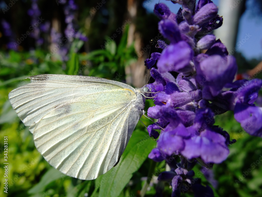 Close up shot of Pieris rapae butterfly Close up shot of Pieris rapae butterfly