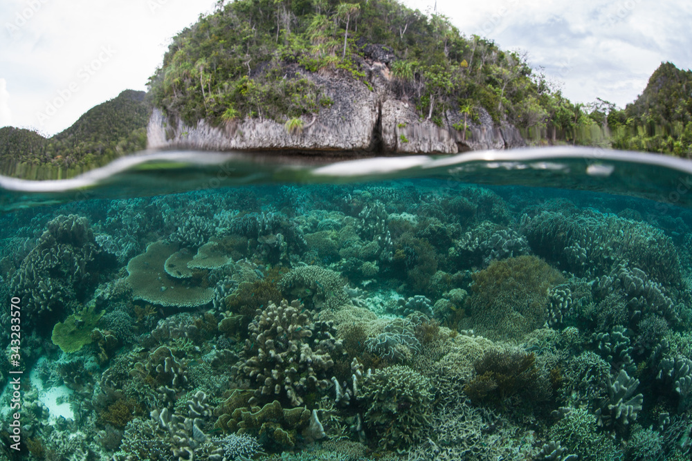 Healthy coral reefs abound throughout the incredible islands of Raja Ampat, Indonesia. This remote, tropical region may contain the greatest marine biodiversity on Earth.