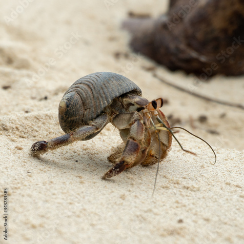 Hermit crab with a shell on a beach